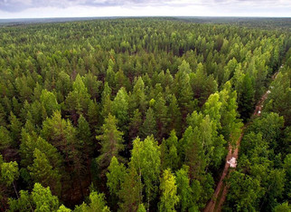 В Кировской области усилили контроль за пользованием лесами